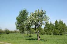 Купчинский Яблоневый сад